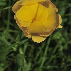  - Trollius europaeus subsp. europaeus 