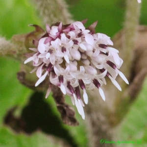Petasites pyrenaicus (L.) G.López (Pétasite des Pyrénées)
