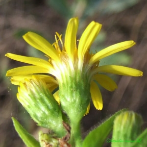 Jacobaea viscosa (L.) Merino (Inule visqueuse)