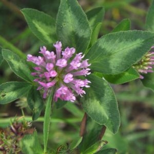 Photographie n°211583 du taxon Trifolium pratense L. [1753]