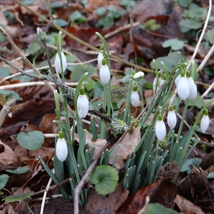 Photographie n°211588 du taxon Galanthus nivalis L. [1753]