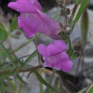  - Antirrhinum majus subsp. majus 