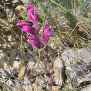  - Antirrhinum majus subsp. majus 