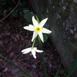  - Narcissus tazetta subsp. italicus (Ker Gawl.) Baker [1888]