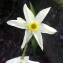  Nicolas SUBERBIELLE - Narcissus tazetta subsp. italicus (Ker Gawl.) Baker [1888]