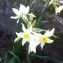  Nicolas SUBERBIELLE - Narcissus tazetta subsp. italicus (Ker Gawl.) Baker [1888]
