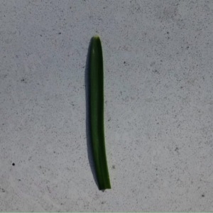 Photographie n°211676 du taxon Galanthus nivalis L. [1753]