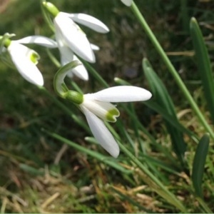 Photographie n°211678 du taxon Galanthus nivalis L. [1753]