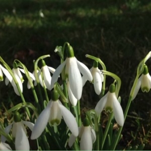 Photographie n°211680 du taxon Galanthus nivalis L. [1753]