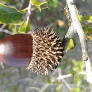 Photographie n°211702 du taxon Quercus coccifera L. [1753]