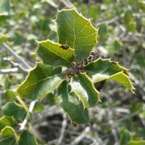 Photographie n°211703 du taxon Quercus coccifera L. [1753]