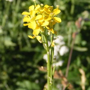  - Erysimum virgatum Roth [1797]