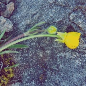 Photographie n°211742 du taxon Ranunculus bulbosus L. [1753]