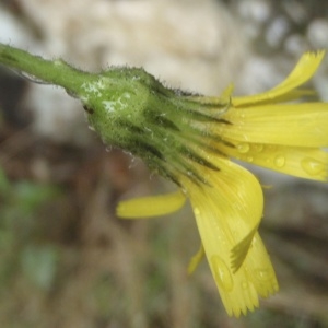 Hieracium praecox subsp. jaubertianum (Loret & Timb.-Lagr.) Zahn