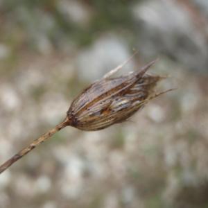 Photographie n°211808 du taxon Bupleurum baldense Turra [1764]