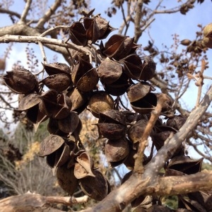 Photographie n°211812 du taxon Paulownia tomentosa (Thunb.) Steud. [1841]