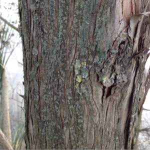 Photographie n°211851 du taxon Taxodium distichum (L.) Rich. [1810]