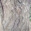  Pierre Bonnet - Salix tortuosa Host [1828]