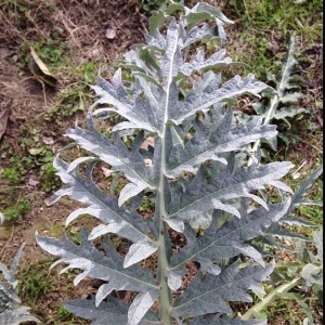 Photographie n°211856 du taxon Cynara cardunculus L. [1753]