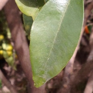 Citrus japonica Thunb. (Kum-quat)