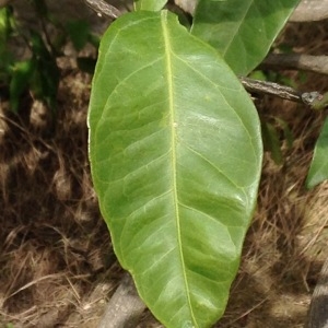 Photographie n°211863 du taxon Citrus reticulata Blanco [1837]