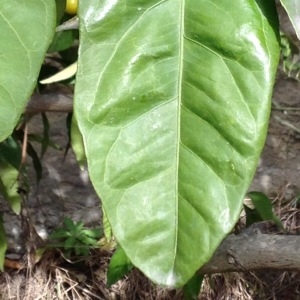  - Citrus reticulata Blanco [1837]