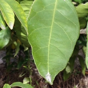 Citrus reticulata Blanco (Mandarinier)