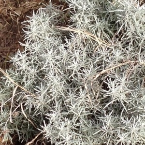 Photographie n°211869 du taxon Helichrysum stoechas (L.) Moench [1794]