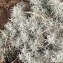  Pierre Bonnet - Helichrysum stoechas (L.) Moench [1794]