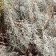  Pierre Bonnet - Helichrysum stoechas (L.) Moench [1794]