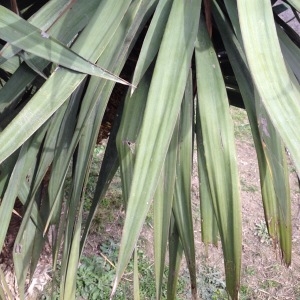 Photographie n°211897 du taxon Yucca gloriosa L. [1753]