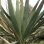  Pierre Bonnet - Yucca gloriosa L. [1753]