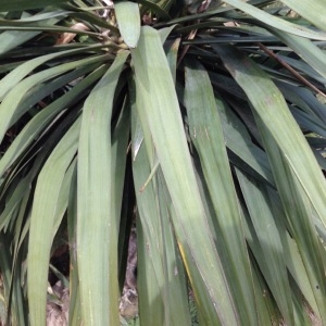 Photographie n°211900 du taxon Yucca gloriosa L. [1753]