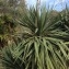  Pierre Bonnet - Yucca gloriosa L. [1753]