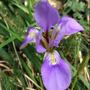  - Iris unguicularis Poir. [1789]