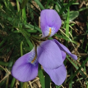  - Iris unguicularis Poir. [1789]