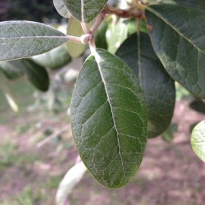  - Feijoa sellowiana (O.Berg) O.Berg [1859]