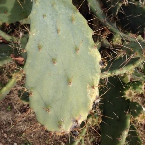 Photographie n°211916 du taxon Opuntia bergeriana F.A.C.Weber ex A.Berger [1904]