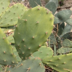  - Opuntia bergeriana F.A.C.Weber ex A.Berger [1904]