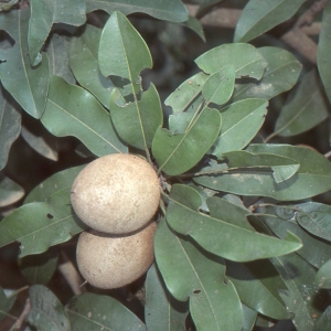 Manilkara zapota (L.) P. Van Royen (Bully tree)