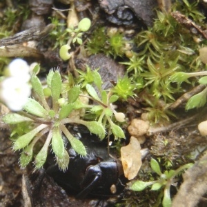 Photographie n°211950 du taxon Erophila verna subsp. praecox Walters [1964]