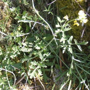  - Coincya monensis subsp. cheiranthos (Vill.) Aedo, Leadlay & Muñoz Garm. [1993]