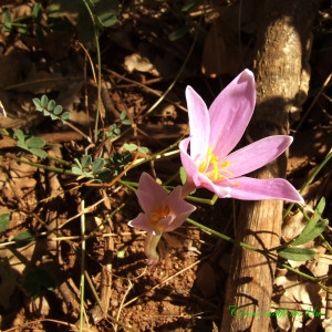 Photographie n°211995 du taxon Crocus nudiflorus Sm. [1798]