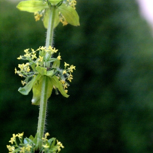 Photographie n°212013 du taxon Cruciata laevipes Opiz [1852]