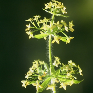 Photographie n°212016 du taxon Cruciata laevipes Opiz [1852]