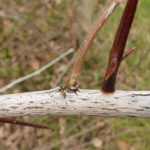  - Gleditsia triacanthos L. [1753]