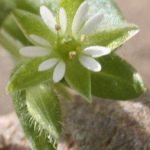 Photographie n°212027 du taxon Stellaria media (L.) Vill. [1789]