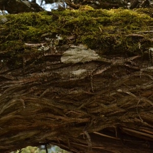 Photographie n°212049 du taxon Juniperus thurifera L. [1753]