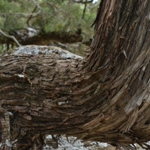 Photographie n°212050 du taxon Juniperus thurifera L. [1753]