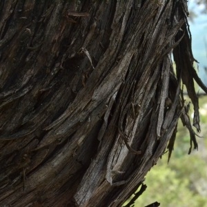 Photographie n°212051 du taxon Juniperus thurifera L. [1753]